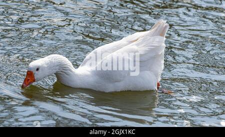 Nahaufnahme der Emden-Gänse. Einzelportrait einer Gans mit orangefarbenem Schnabel und blauem Auge Stockfoto