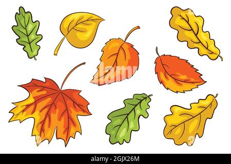 Handgezeichnete Herbstblätter Set. Sammlung von Waldlaub. Eiche, Ahorn und Haselnussblatt. Herbst Deko Elemente für Prints, Sticker, Einladung und Grußkarten Design und Dekoration. Premium Vector Stock Vektor