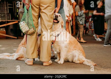 Ein erwachsener Golden Retriever schmiegt sich an das Bein des Besitzers. Glückliche liebevolle Haustiere. Hundetag auf dem Stadtmarkt Stockfoto