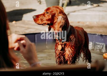 An einem heißen, sonnigen Tag im Hundebecken ein feuchter irischer Rotbauch. Platz für Haustiere, Tierpflege Stockfoto