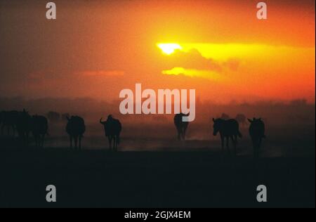 Afrika. Kenia. Amboseli-Nationalpark. Sonnenuntergang über den Ebenen Zebra und Wildebeest. Stockfoto