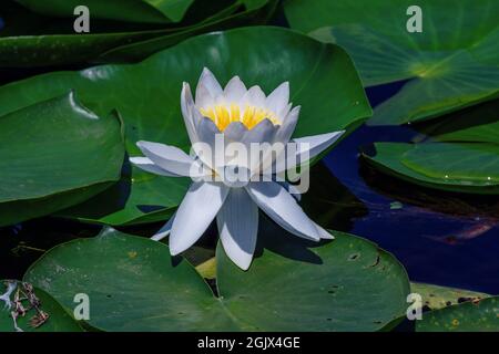 Blick auf den Teich mit wunderschöner weißer Lotusblume und grünen Blättern auf der Wasseroberfläche. Stockfoto