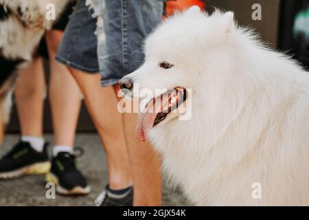 Samoyed laika Fotografie. White Samoyed unter der Menge der Menschen. Städtischer Raum für Haustiere. Heißer Sommertag Stockfoto