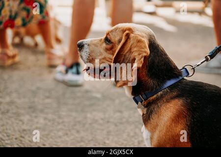 Ausgewachsene Beagle auf dem Hintergrund der Menschen. Dogmarket im urbanen Raum für Veranstaltungen. Sonniger Tag Stockfoto