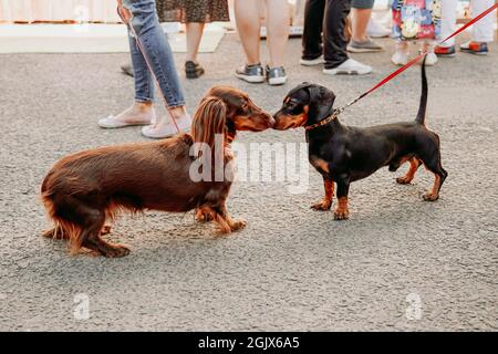 Zwei Dackel-Hunde lernen sich kennen und grüßen sich mit ihren Nasen. Gehen Sie mit den Hunden. Haustierfreundlicher Platz im Stadtpark an einem Sommertag. Stockfoto