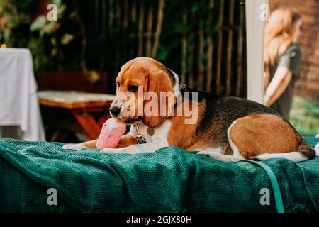 Ein ausgewachsener Beagle liegt auf einer grünen Liege und spielt mit einem Eisspielzeug. Sonniger Tag. Stockfoto