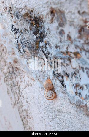 Zwei hübsche Schneckenschalen an einer rustikalen Wand Stockfoto