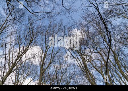 Nach oben Baum Blick auf Buche gegen blauen Himmel für Natürliche Schicht Natur Textur Hintergrund Tapete zeigt Zweige und Zweige Silhouetten gegen hell Stockfoto