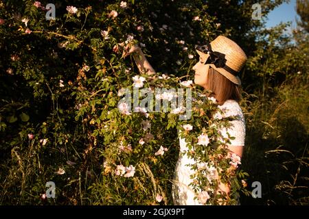 Pflücken von wilden Rosenblättern für aromatischen Kräutertee Stockfoto