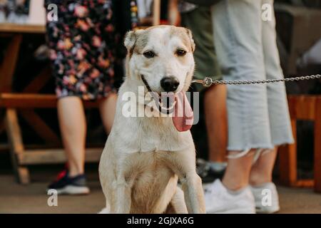 Lustige Schäferhund. Lächelndes Tiergesicht mit einer langen, hängenden Zunge. Dogmarket in der Stadt an einem sonnigen Tag Stockfoto