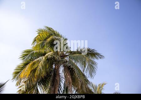 Der Kokosnussbaum berührt den wunderschönen blauen Himmel und der Kokosnussbaum steht wie ein Regenschirm Stockfoto