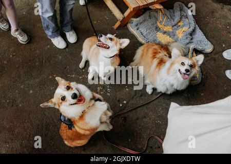 Drei kleine Hunde sitzen im Freien. Drei süße Corgis an den Leinen. Hundeschau im Stadtpark. Sonniger Tag. Corgi lächelte und schaute auf die Kamera Stockfoto