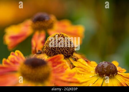 Atemberaubende Nahaufnahme der geläufigen Helenium Autumnale-Blume in englischer Landgartenlandschaft mit selektivem Fokus Stockfoto