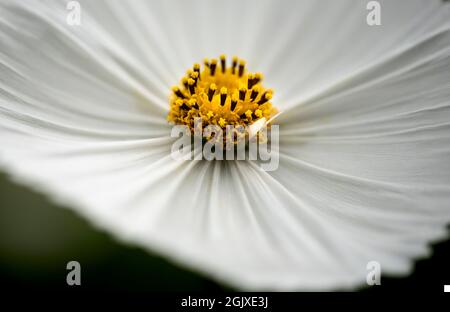 Schöne Nahaufnahme Makro-Bild der mexikanischen Aster Cosmos Bipinnatus weiße Blume in englischer Land Gartenlandschaft mit selektivem Fokus Stockfoto