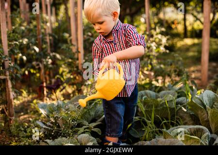 Der kleine Junge mit blonden Haaren wässert den Kohl mit einer Gießkannte. Der lustige Junge gießt Gemüse im Gartenbett Stockfoto