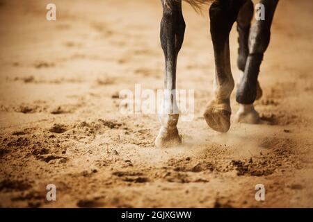 Eine Rückansicht der Beine eines grauen Pferdes, das durch die Arena trabt, mit seinen Hufen auf den Sand tritt und Staub aufwirbelt. Reitsport. Eque Stockfoto