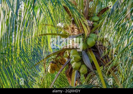 Kokosnüsse wachsen auf einer Kokospalme, Boracay Island, Philippinen Stockfoto