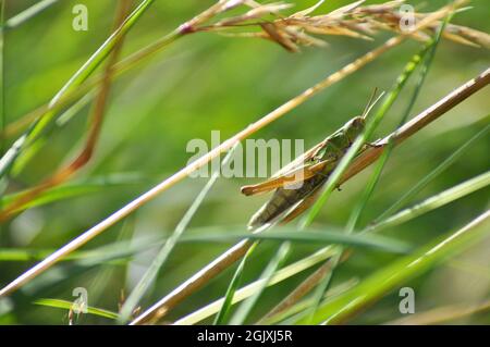 Wiesengrasschrecke Chorthippus parallelus teilweise von Gras auf einer Wiese bedeckt - Juli Stockfoto