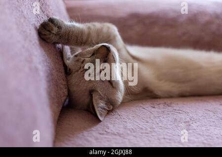 Niedliches Kätzchen schläft in lustiger Pose auf dem Sofa Stockfoto