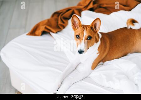 Niedlicher basenji-Hund, der zu Hause auf einem Bett im hellen Wohnzimmer liegt. Stockfoto