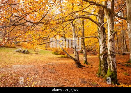 Die helle Sonne geht über dem Hügel im Herbstwald auf Stockfoto