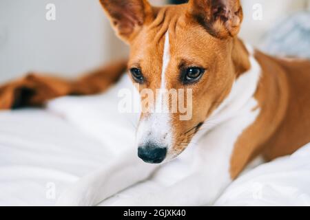 Niedlicher basenji-Hund, der zu Hause auf einem Bett im hellen Wohnzimmer liegt. Stockfoto