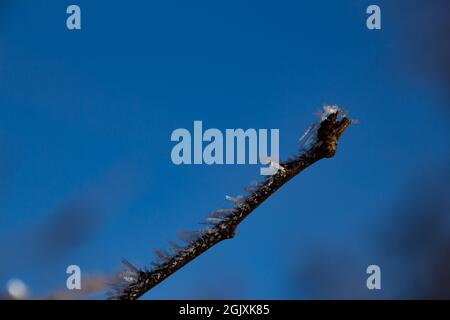 Kleiner Zweig, der im Winter mit großen Raureif-Eiskristallen bedeckt ist, mit blauem Himmel Hintergrund Stockfoto