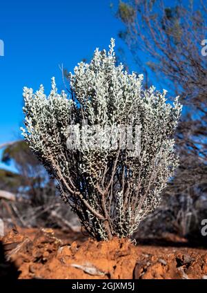 „Atriplex vesicaria“ oder Blasensalzbusch in den Great Western Woodlands von Western Australia, dem größten intakten gemäßigten Wald der Welt. Stockfoto