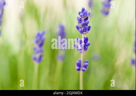 'Lavandula angustifolia', ein Mitglied der Familie der Lamiaceae und im Mittelmeer beheimatet. Zu den gebräuchlichen Namen gehören englischer Lavendel oder echter Lavendel Stockfoto