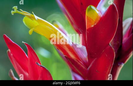 Eine seltene Blüte einer Bromeliadpflanze in einem heimischen Garten ist South Australia, das das Stigma deutlich zeigt. Bromelien blühen nur einmal im Leben Stockfoto