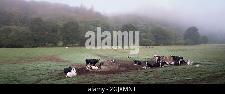 Gefleckte Kühe in den Hügeln der zentralen bretagne in der Nähe des Naturparks d'armorique in frankreich Stockfoto