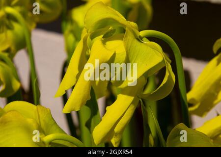 Nahaufnahme der Blüte einer gelben Kannenpflanze, auch Sarracenia flava oder Gelbe Schlauchpflanze genannt Stockfoto