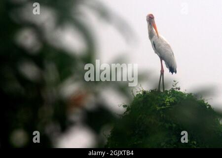 (210912) -- JAKARTA, 12. September 2021 (Xinhua) -- Ein milchiger Storchvogel wird nahe der Küste von Jakarta, Indonesien, am 12. September 2021 gesehen. Das Küstengebiet von Jakarta ist ein Lebensraum für Wasservögel. (Foto von Dedy Istoto/Xinhua) Stockfoto