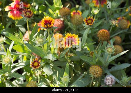 Gaillardia x grandiflora 'Arizona Sun' Decke Blume. Stockfoto