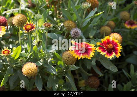 Gaillardia x grandiflora 'Arizona Sun' Decke Blume. Stockfoto