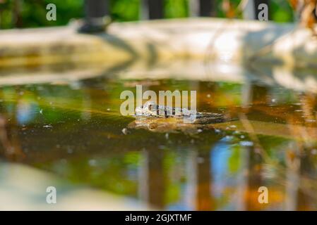 Es gibt einen großen Frosch im Wasser Stockfoto