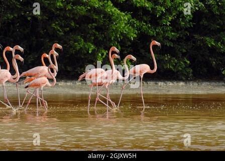 Gruppe von Flamingos am Ufer der Lagune von Celestun in Mexiko Stockfoto