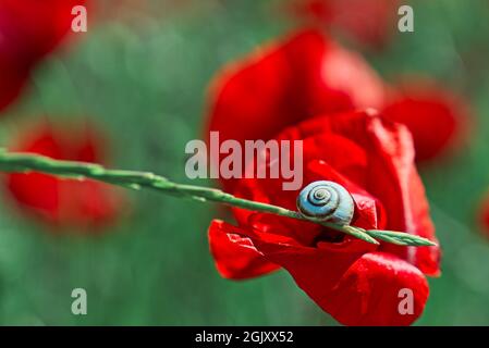 Feld mit roten Mohnblumen. Roter Mohn auf grünem Unkrautfeld. Nahaufnahme des Mohnkopfes. Papaver-Rhoeas Stockfoto