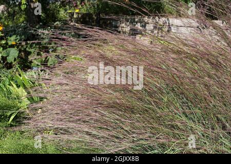 Schizachyrium scoparium 'Minnbluegrass'. Stockfoto