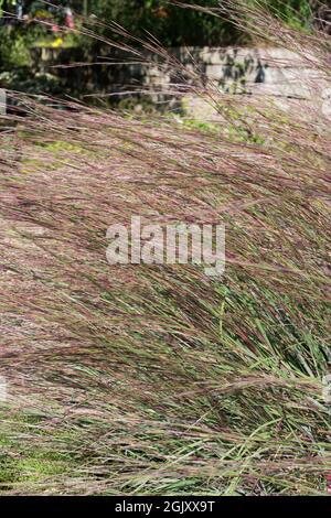 Schizachyrium scoparium 'Minnbluegrass'. Stockfoto