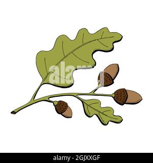 Eichenzweig Farbe Blätter und Eicheln. Handzeichnung, Kritzeln, Kontur. Herbstelemente. Herbsternte, saisonales Dekor. Für Etikett, Abzeichen, Abzeichen, saisonale Dekoration. Vektorgrafik Stock Vektor