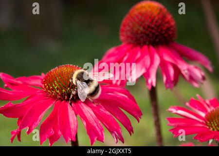 Hummel auf einer leuchtend rosa Echinacea-Blume Stockfoto