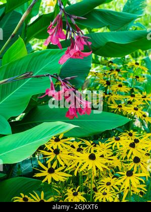 Exotische Pflanzkombination aus rosa geblühter Canna x iridiflora 'Ehemanii' mit gelben Gänseblümchen von Rudbeckia fulgida var sullivantii Goldsturm Stockfoto