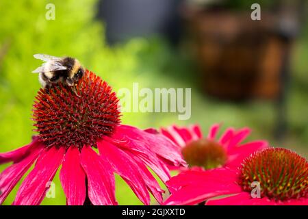 Hummel auf einer leuchtend rosa Echinacea-Blume Stockfoto