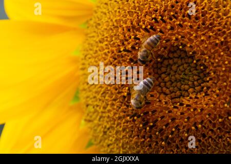 Nahaufnahme von zwei Bienen, die Nektar auf einer Sonnenblume sammeln Stockfoto