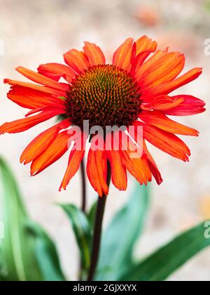 Nahaufnahme des zentralen Chefs der leuchtend rot-orangenen, winterharten Koneblume, Echinacea „Kismet Intense Orange“ Stockfoto