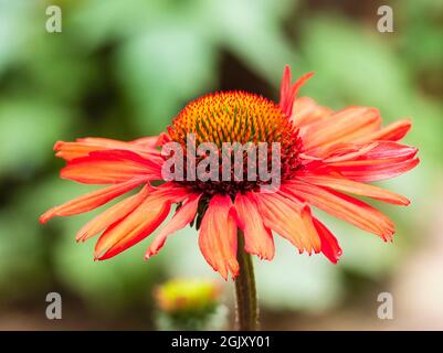 Nahaufnahme des zentralen Chefs der leuchtend rot-orangenen, winterharten Koneblume, Echinacea „Kismet Intense Orange“ Stockfoto