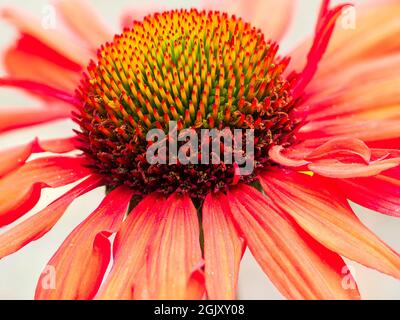 Nahaufnahme des zentralen Chefs der leuchtend rot-orangenen, winterharten Koneblume, Echinacea „Kismet Intense Orange“ Stockfoto