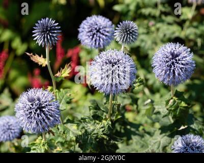 Kugelförmige Köpfe aus blassblauen Blüten der winterharten, mehrjährigen Ruthenischen Kugeldistel, Echinops ritro Stockfoto