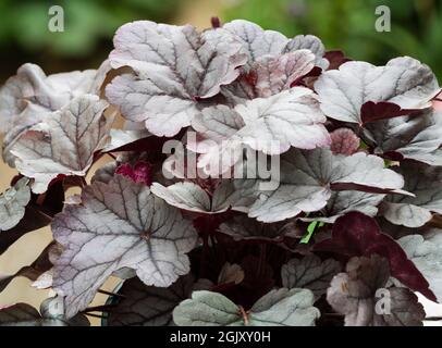 Silbriges Laub der winterharten immergrünen Staude, Heuchera 'Silver Gumdrop' Stockfoto